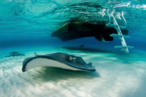Stingray & dive boat.  10-18mm lens with red filter. by Paul Colley 